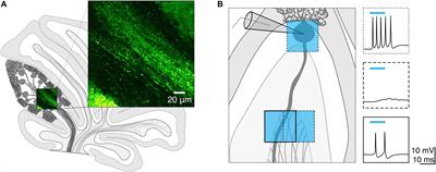 Optimizing Optogenetic Activation of Purkinje Cell Axons to Investigate the Purkinje Cell – DCN Synapse